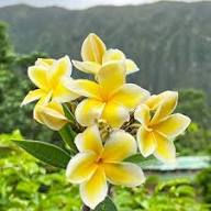 Yellow Plumeria Flowers Seeds Exotic Flowering Plants Colorful Backyard Beauty Colorful Seeds for Planting Heirloom Non-
