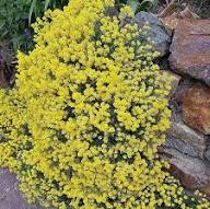 Yellow Cress Aubrieta Flower Seeds Rare Blooming Plants for Balcony and Patio Gardening Seeds for Planting Heirloom Non-