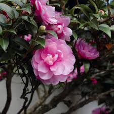 Pink Camellia Flower Seeds