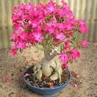 Adenium Flower Seeds
