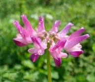 Pink Astragalus Flowers Seeds Exotic Flowering Plants for Vibrant Backyard Beauty for Colorful Heirloom Non GMO High Ger