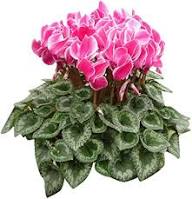 Pink Cyclamen Flower Seeds - Heirloom Non GMO High Germination Flower Seeds for Planting