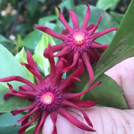 Illicium Flower Seeds