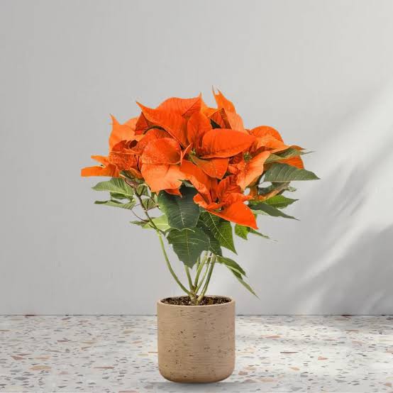 ORANGE POINSETTIA FLOWER SEEDS HEIRLOOM NON-GMO HIGH GERMINATION ORGANIC GARDEN SEEDS FOR PLANTING Seeds - Heirloom Non
