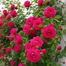 Red Climbing Rose Flower Seeds