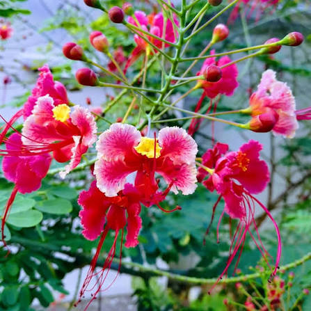 Pink Poinciana Flower Seeds