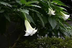 White Horn Flower Seeds
