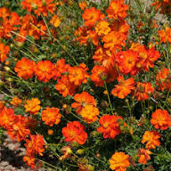 Orange Cosmos Flower Seeds - Heirloom Non GMO High Germination Flower Seeds for Planting