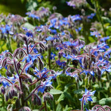 Borage Flower Premium Floral