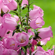 Pink Blooming Campanula Flower Seeds