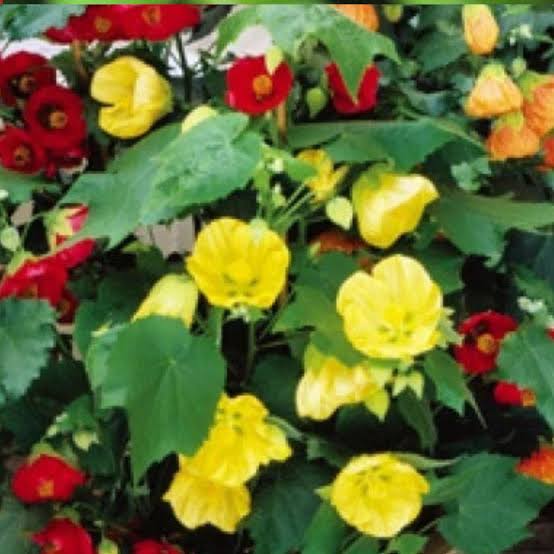 Mixed Abutilon Flower Seeds