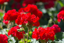 Maroon Geranium Flower Seeds