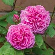 PINK AUSTIN ROSE FLOWER SEEDS HEIRLOOM NON-GMO HIGH GERMINATION ORGANIC GARDEN SEEDS FOR PLANTING Seeds - Heirloom Non G