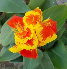 Red Yellow Canna Flower Seeds