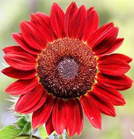Red Sunflower Flower Seeds