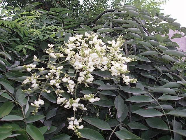 Sophora Flower Seeds