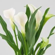 Calla Lily Flower Seeds