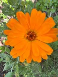 Orange Chamomile Flower Seeds - Heirloom Non GMO High Germination Garden Seeds for Planting