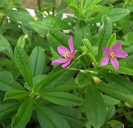 Talinum Flower seeds