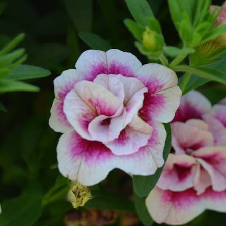 Pink White Double Calibrachoa Flower Seeds