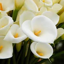 Callalily Flower Seeds