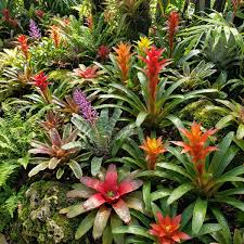 Mixed Bromeliad Flower Seeds