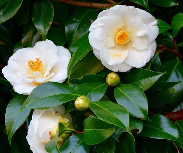 White Camellia Flower Seeds