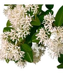 Chamelaucium Flower Seeds