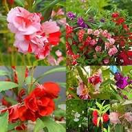 Red Blooming Impatiens Flower Seeds
