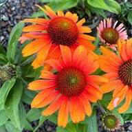 Orange Echinacea Flower Seeds