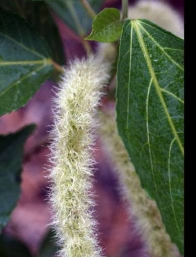 White Acalypha Hispida Flower Seeds