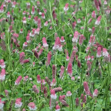 Purple Organic Sanguisorba Flower Seeds Heirloom Non GMO High Germination Organic Garden Seeds Seeds for Planting - Heir