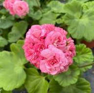 Pink Pink Geranium Flower Baby Fresh