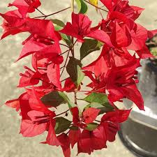 Red Bougainvillea Spectabilis Flower Seeds