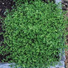 Green Creeping Thyme Flower Seeds