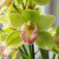 Green Blooming Orchid Flower Seeds