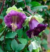 Purple Cobaea Scandens Flower Seeds - Heirloom Non GMO High Germination Flower Seeds for Planting