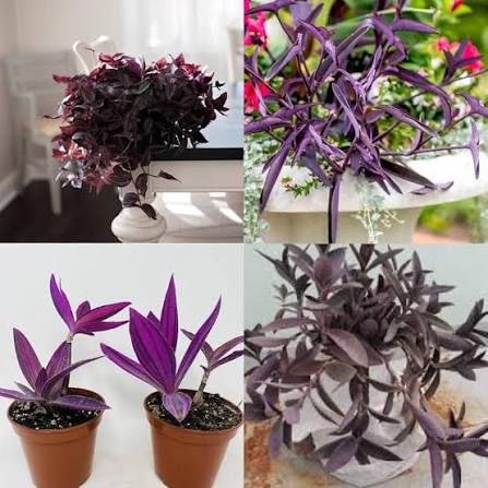 Tradescantia Flower Seeds