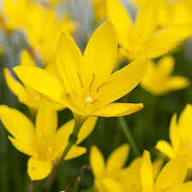 Yellow Zephyranthes Flower Seeds Rare Blooming Plants for Balcony and Patio Gardening for Colorful Seeds for Planting He