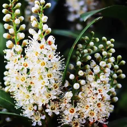 White Laurus Nobilis Flower Seeds