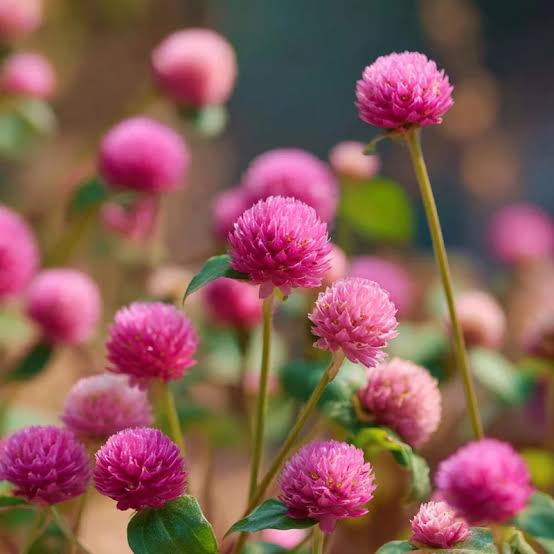 Pink Gomphrena Flower Seeds