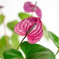 Pink Anthurium Flower Seeds | Heirloom Non-GMO Seeds