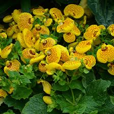 Yellow Giant Calceolaria Flower Flower Seeds - Heirloom Non GMO High Germination Organic Garden Planting Seeds
