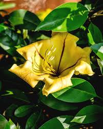 Solandra Flower Flower Seeds - Heirloom Non GMO High Germination Organic Garden Planting Seeds