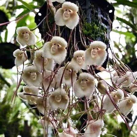 White Monkey Orchid Flower Seeds for Planting Heirloom - Heirloom Non GMO High Germination Organic Flower Seeds