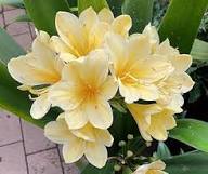 Yellow Clivia Flower Seeds - Heirloom Non GMO High Germination Garden Seeds for Planting