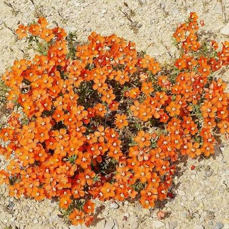 Orange Cress Aubrieta Flower Seeds