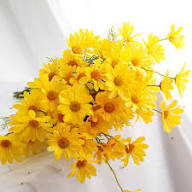 Yellow Daisy Flower Seeds - Heirloom Non GMO High Germination Flower Seeds for Planting