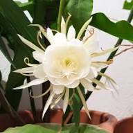 Epiphyllum Flower Seeds Planting and Growing Rare Blooming Plants Balcony Patio Seeds for Planting - Heirloom Non GMO Hi