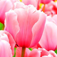 Pink pc Tulip Flower Rare